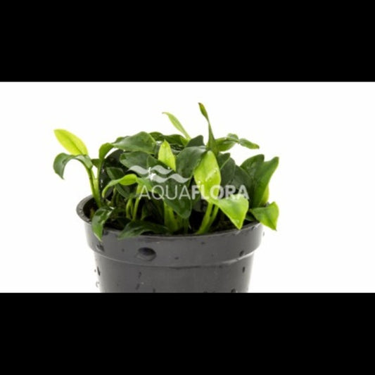 Anubias barteri var. nana 'Pangolino'