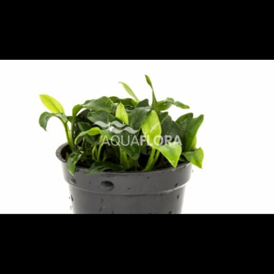 Anubias barteri var. nana 'Pangolino'