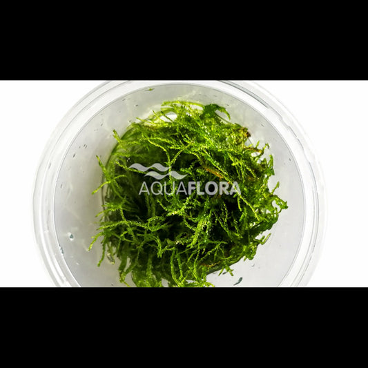 Taxiphyllum barbieri (Mousse de Java)