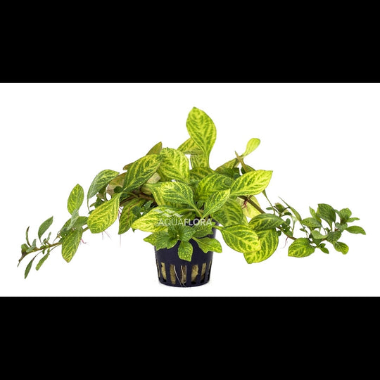 Ludwigia sp. 'Atlantis' (Ludwigie)