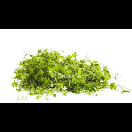 Hydrocotyle cf. tripartita sur tapis 10×15 cm