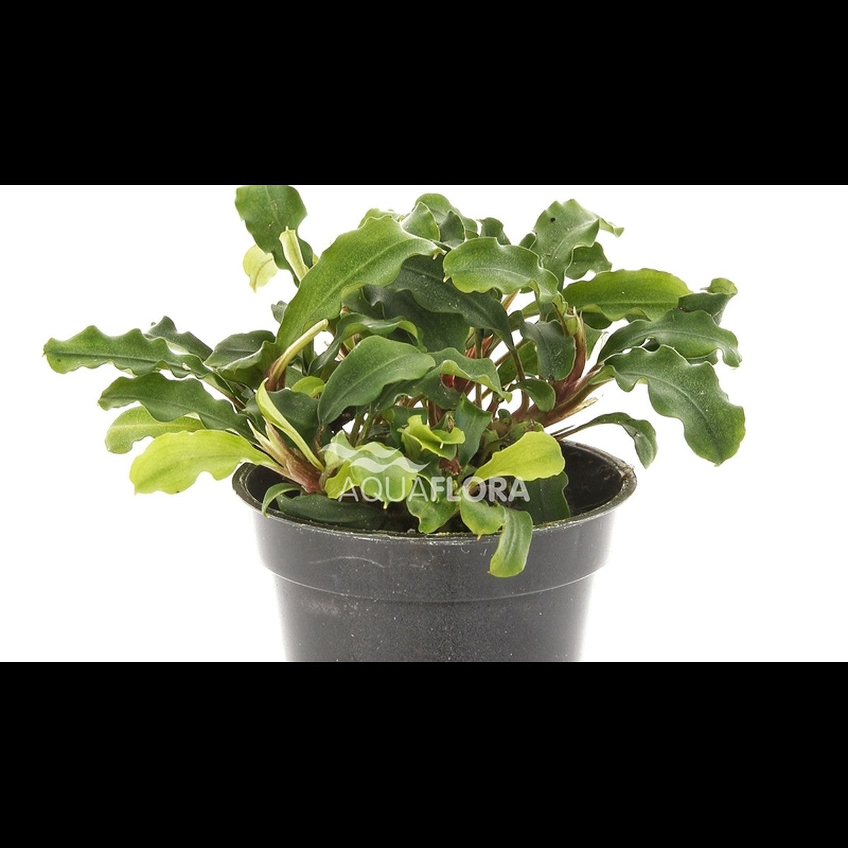 Bucephalandra 'Wavy Green'