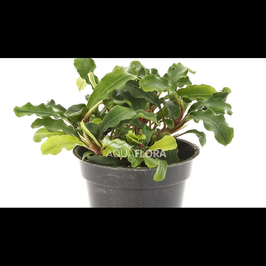 Bucephalandra 'Wavy Green'