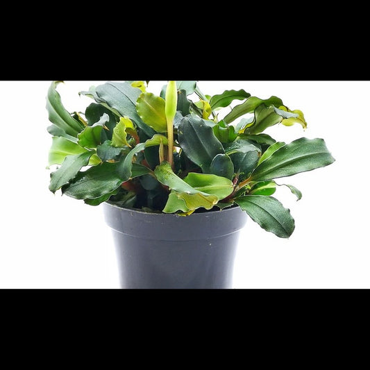 Bucephalandra 'Lamandau Mini Red'