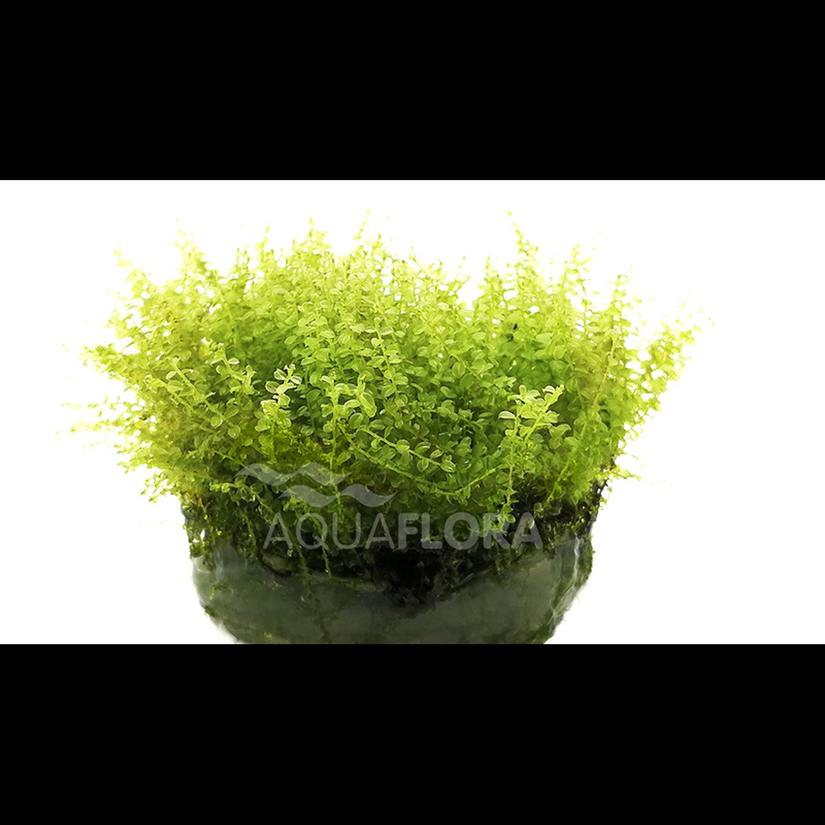 Plagiomnium affine (Mousse)