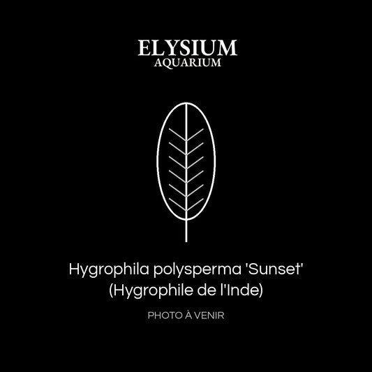 Hygrophila polysperma 'Sunset' (Hygrophile de l'Inde)