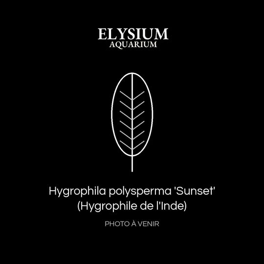 Hygrophila polysperma 'Sunset' (Hygrophile de l'Inde)