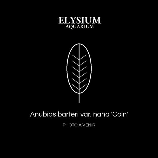 Anubias barteri var. nana 'Coin'