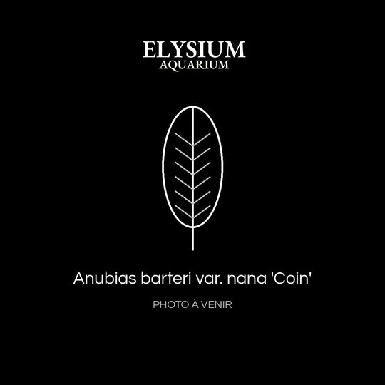 Anubias barteri var. nana 'Coin'