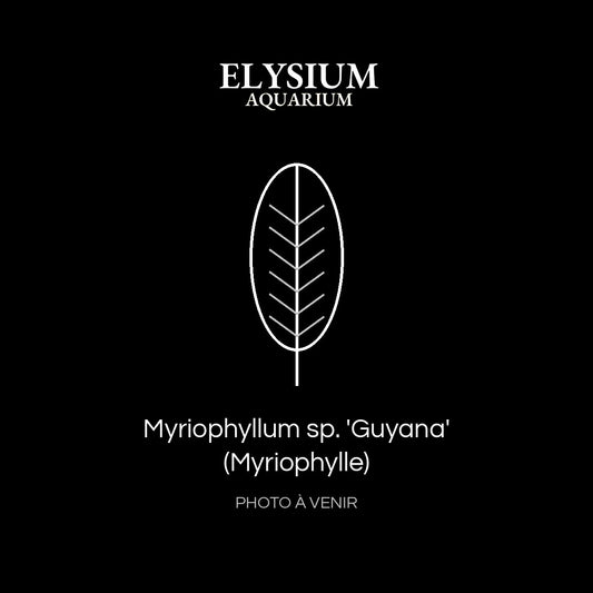 Myriophyllum sp. 'Guyana' (Myriophylle)