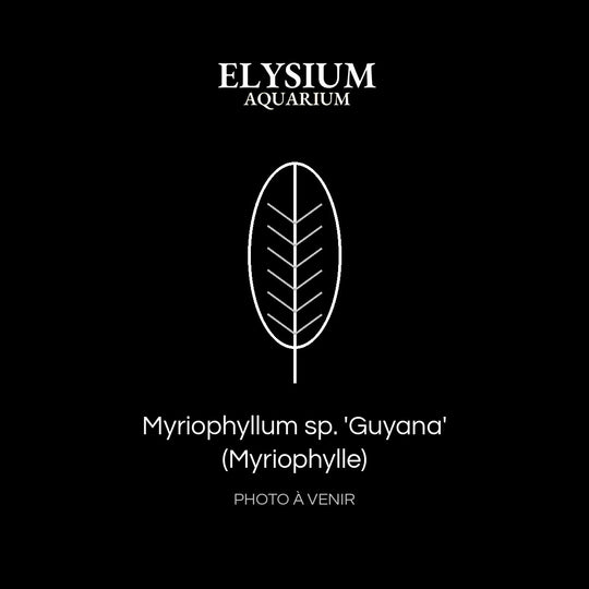 Myriophyllum sp. 'Guyana' (Myriophylle)