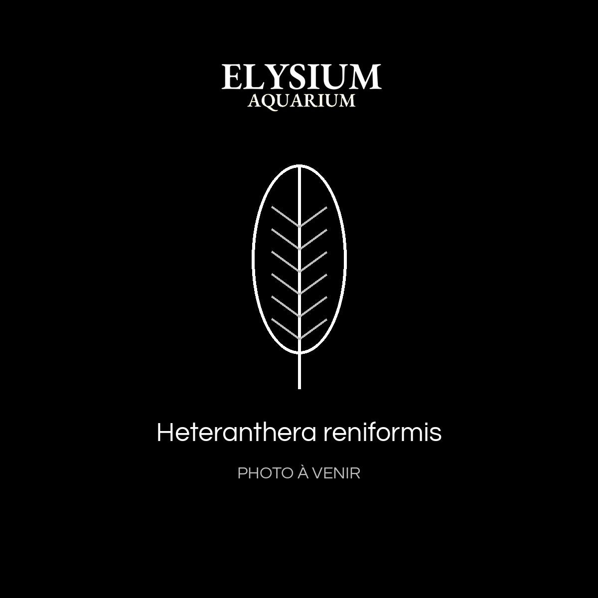 Heteranthera reniformis