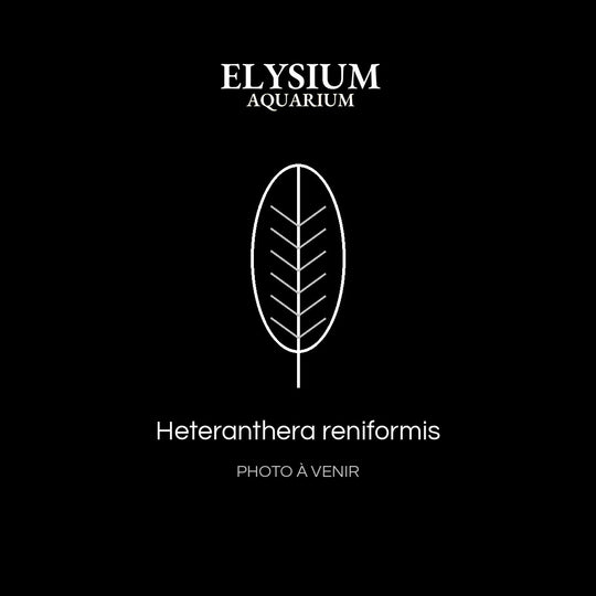 Heteranthera reniformis