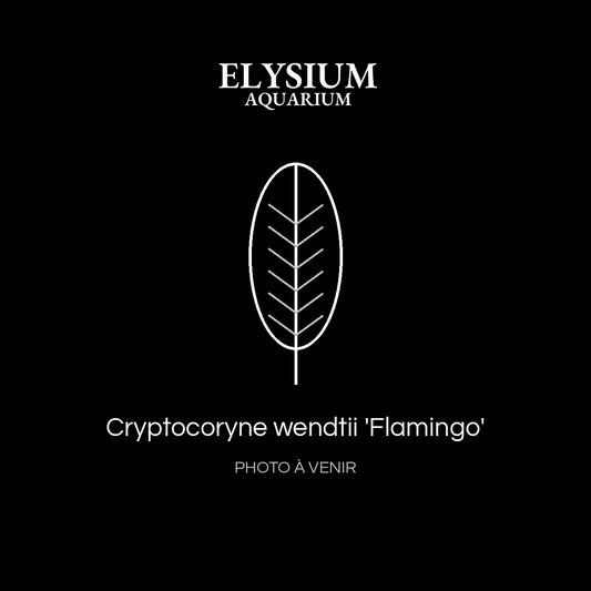 Cryptocoryne wendtii 'Flamingo'