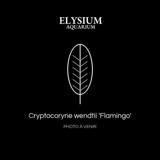 Cryptocoryne wendtii 'Flamingo'