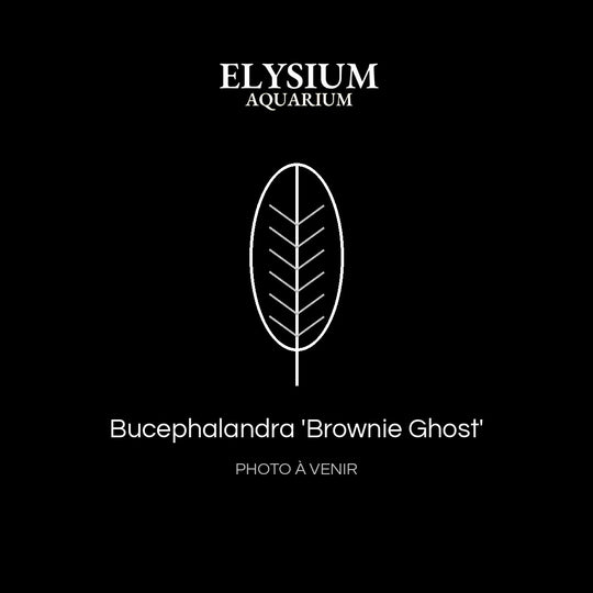 Bucephalandra 'Brownie Ghost'
