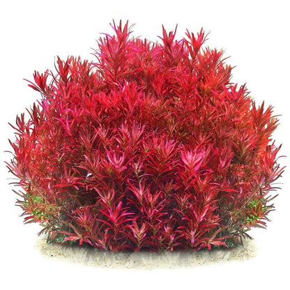 Rotala rotundifolia Blood Red