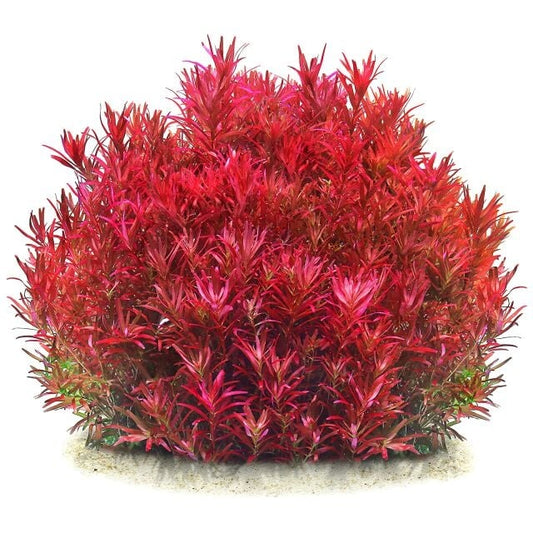 Rotala rotundifolia Blood Red