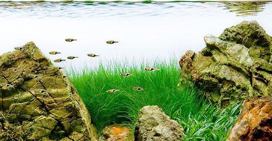 Eleocharis parvula