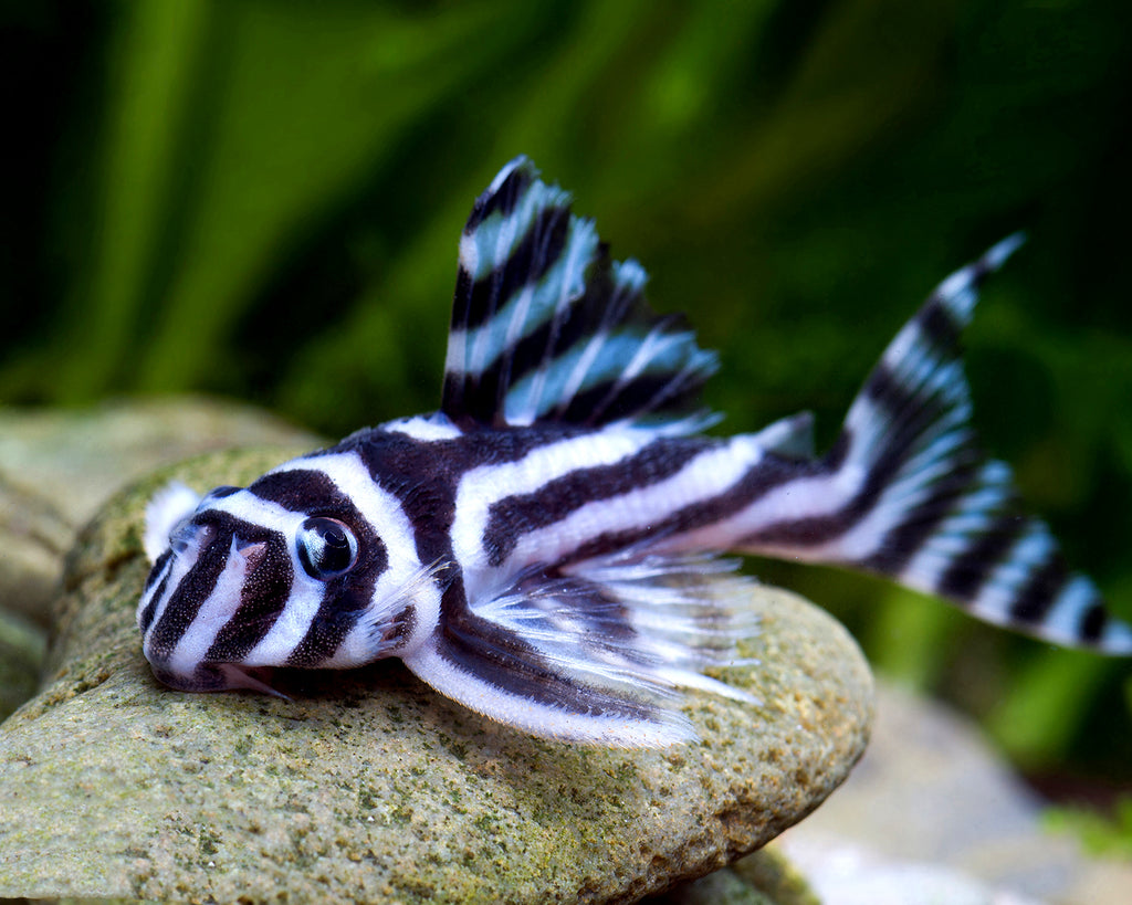 HYPANCISTRUS ZEBRA L046 – Elysium Aquarium