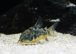 Corydoras Paleatus