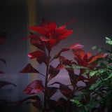 Ludwigia glandulosa