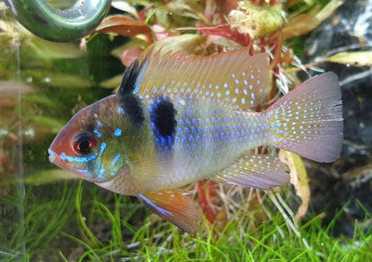 Ramirezi