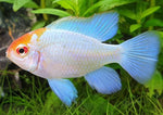 Ramirezi Electic Blue Gold