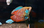 Gourami nain