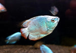 Gourami nain kobalt