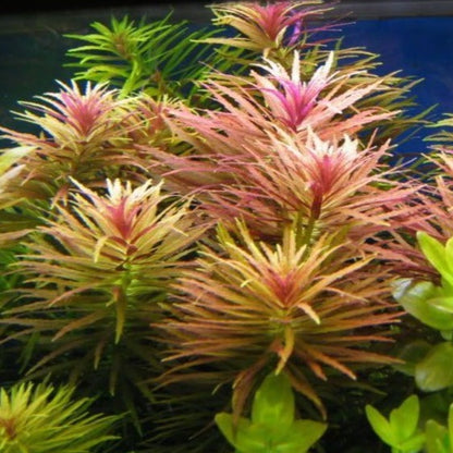 Limnophila hippuridoides