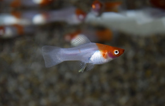 Xipho Koi