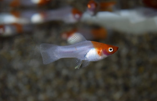 Xipho Koi