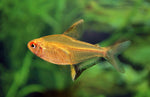 Tetra Citron