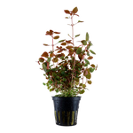 Ludwigia palustris 'Super Red'