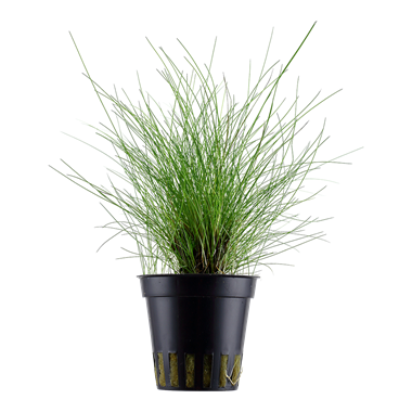 Eleocharis parvula