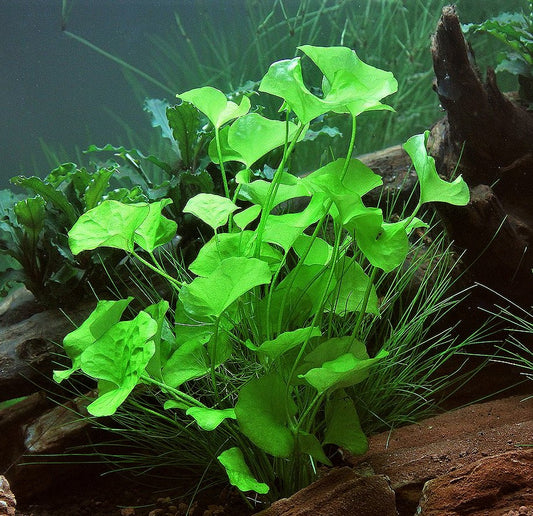 Nymphoides hydrophylla 'Taiwan'