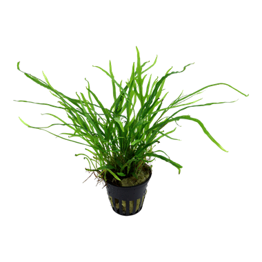 Microsorum pteropus 'Trident'