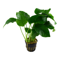 Anubias barteri