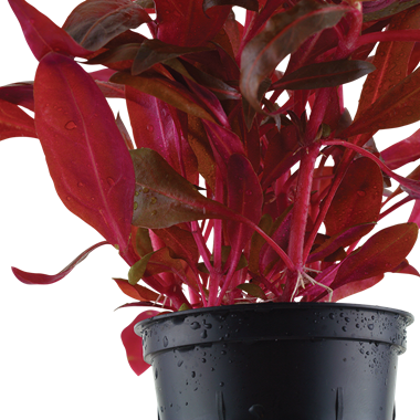 Alternanthera reineckii 'Rosanervig'