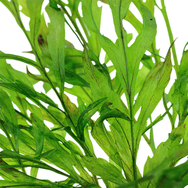Bolbitis heudelotii
