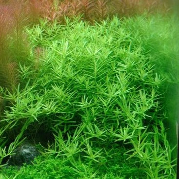 Rotala rotundifolia 'Green'