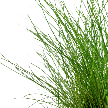 Eleocharis parvula