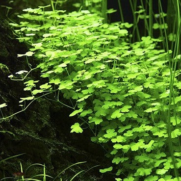 Hydrocotyle tripartita