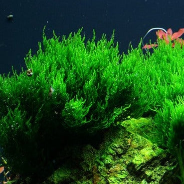 Taxiphyllum 'Flame'