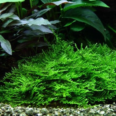 Taxiphyllum 'Spiky'