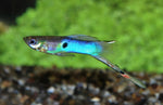 Guppy endler japan blue