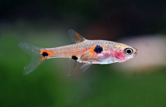 Boraras Maculatus