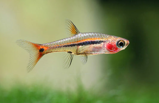 Boraras Urophthalmoides