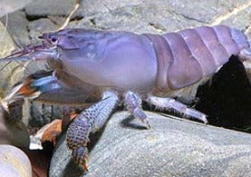 Bleue du Gabon